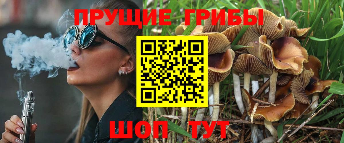 Галлюциногенные грибы Cubensis Курчалой